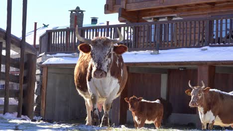 Goats-passing-before-pure-breed-telemark-cow-walking-towards-camera---Low-angle-static-clip-looking-up-at-cows-head-while-approaching---Norway-Langedrag