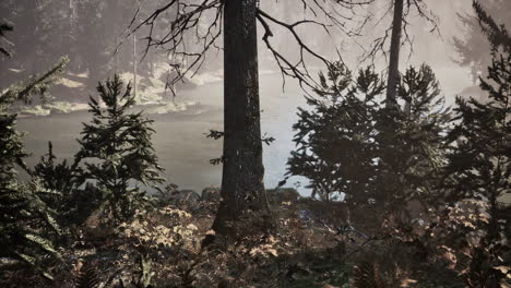 misty forest river scene
