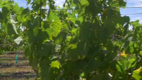 Young-Boy-Walking-Through-Vineyard