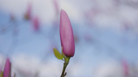 close-up of a pink magnolia bud