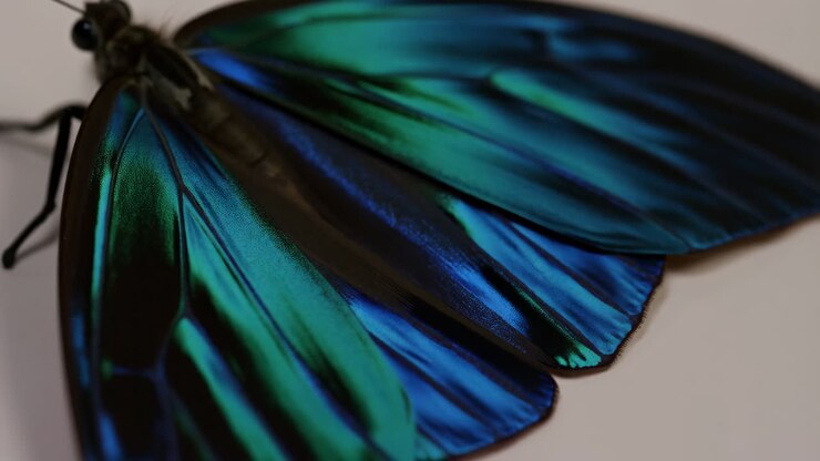 Primo piano di ali di farfalla iridescenti blu e verdi