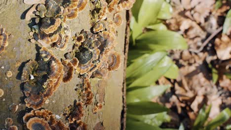 revealing shot of mushrooms stuck on the trunk of a tree in bristol