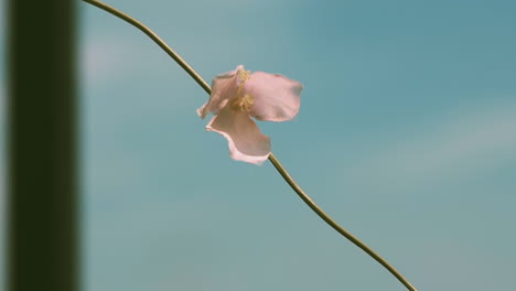 Pink-flower-on-thin-vine-waved-by-wind-against-blue-sky