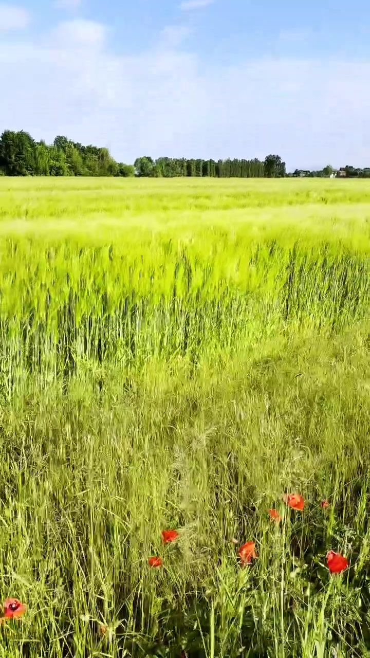 Passeggiata in soggettiva attraverso un bellissimo campo verde primaverile nella campagna di Nonantola, Emilia-Romagna, Italia.
