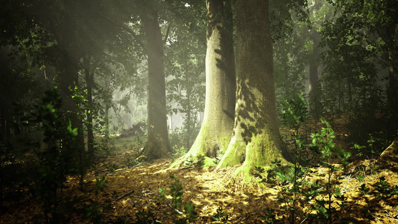 Mist covered forest with sunlight filtering through tall trees and foliage