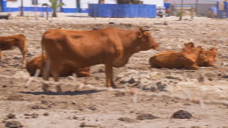 cacerola lenta de vacas retintas marrones del sur de españa pastando en un rancho