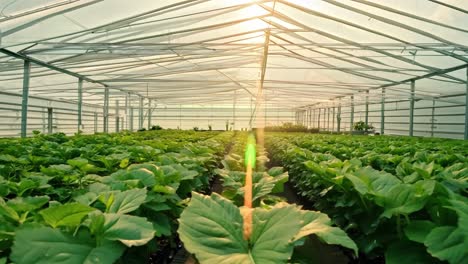 greenhouse with rows of healthy plants