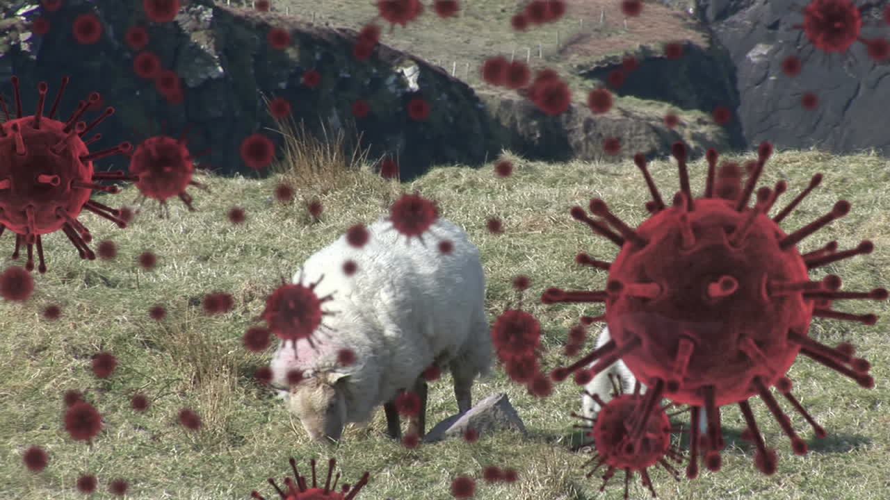 Covid-19 cells against sheep eating grass