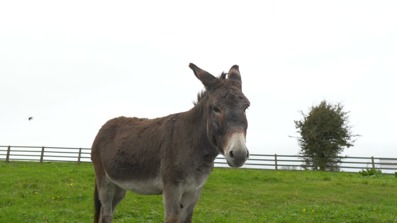 Asino su un campo verde nelle pacifiche colline di Tara, Irlanda