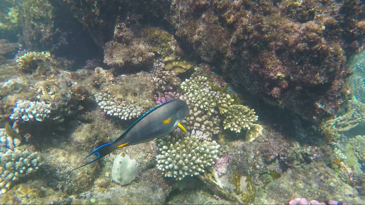 La Magnificenza Del Mondo Sottomarino Con La Sua Flora E Fauna Diversificate