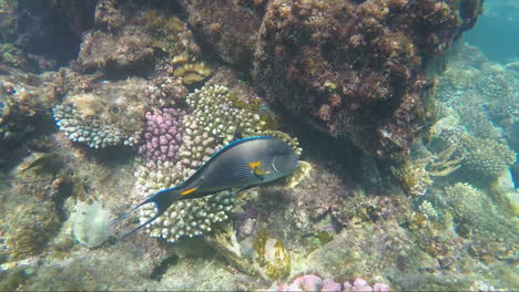 die pracht der unterwasserwelt mit ihrer vielfältigen flora und fauna