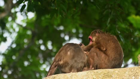 Stumpfschwanzmakaken-Beim-Putzen,-Macaca-Arctoides