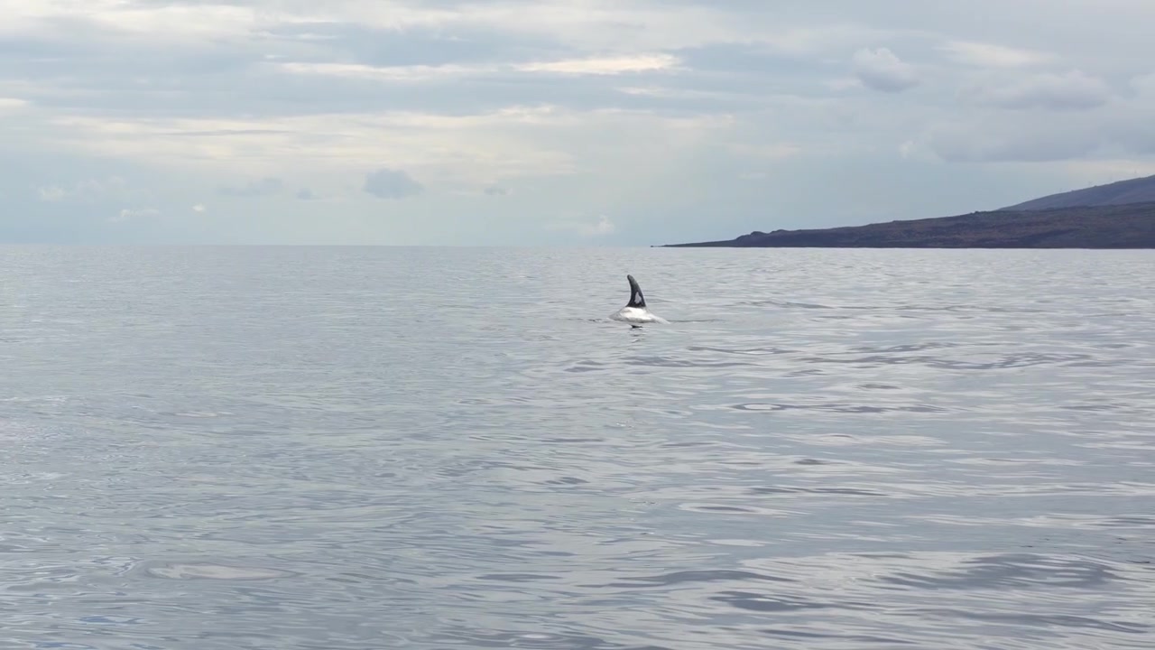 Grande pinna dorsale di un delfino di Risso su una superficie marina piatta e calma con una costa vulcanica in lontananza