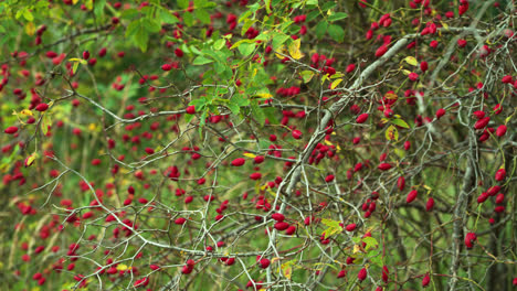 Nahaufnahme-Der-An-Einem-Herbsttag-In-Deutschland-Auf-Einem-Baum-Wachsenden-Ginsterbeeren-–-Schwenk