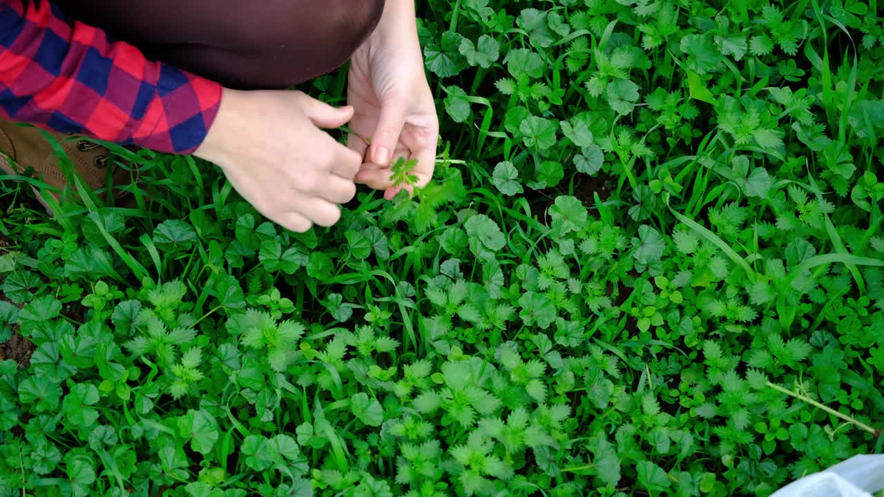 la ortiga, que se utiliza como un plato tradicional en turquía, es cosechada por las mujeres.