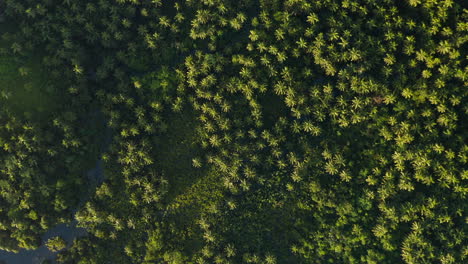 aerial view of paradise of palm trees during sunrise on siargao island, philippines