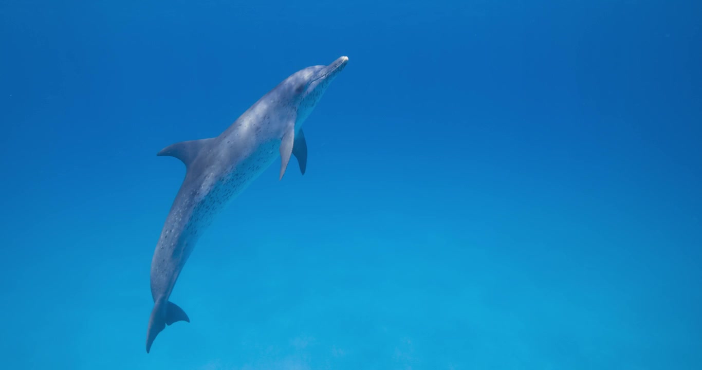 Curiosi delfini maculati atlantici passano silenziosamente attraverso l'acqua aperta dell'oceano in una serena scena subacquea.
