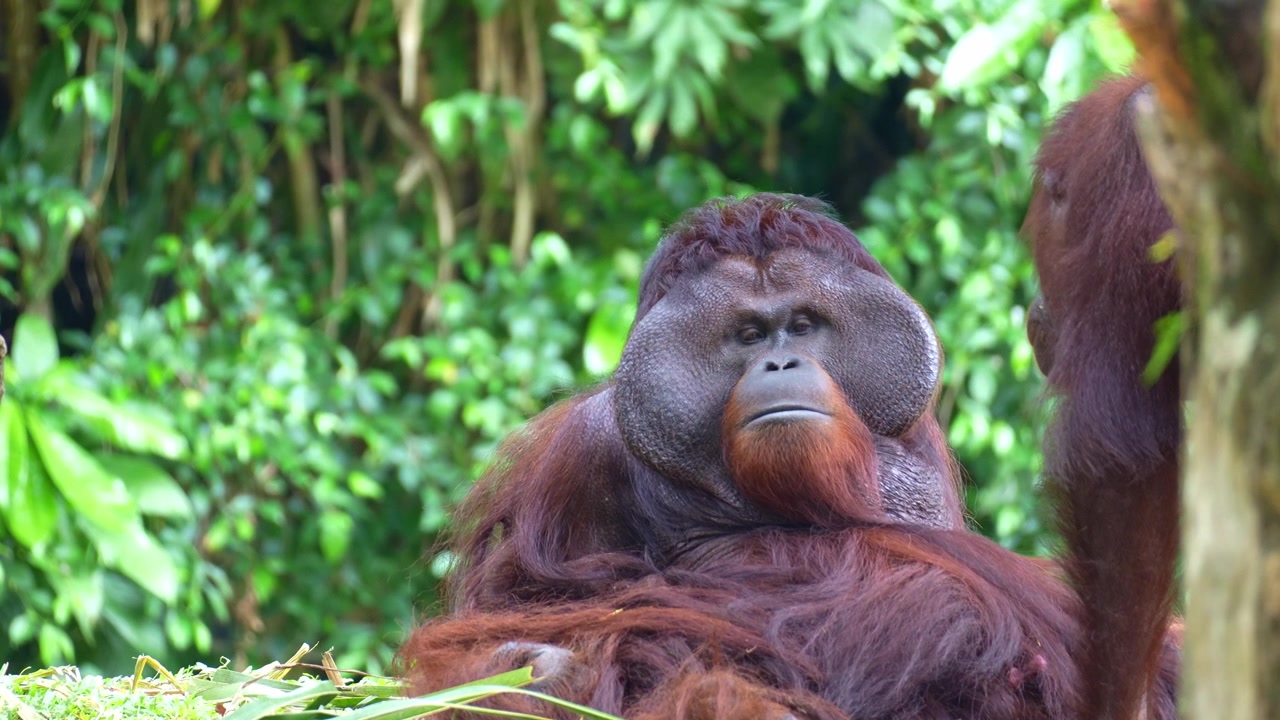 Un orangutan maschio flangiato dominante con prominenti cuscinetti guanciali riposa a terra, con una femmina impegnata in un comportamento di accoppiamento intimo, in primo piano.