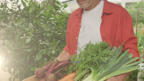 animación de luces brillantes sobre un hombre caucásico que lleva una caja de verduras frescas en el jardín