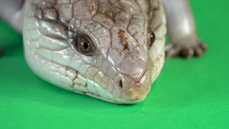 Close-up of a Skink's Head