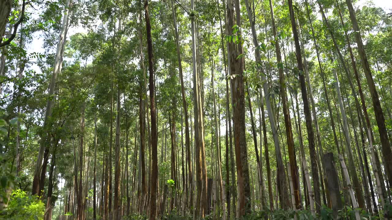 árboles de eucalipto creciendo en una granja en kenya