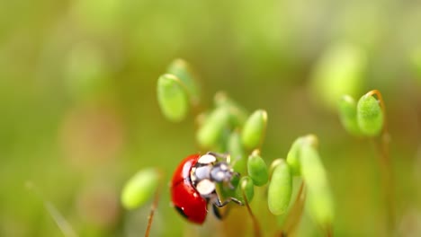 Close-up-wildlife-of-a-ladybug-in-the-green-grass-in-the-forest