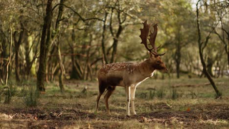 ciervo en un bosque
