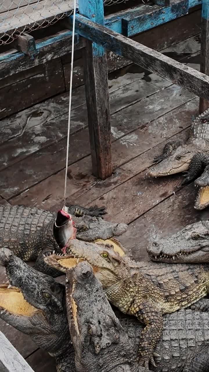 Vertical close up of Siamese Crocodiles pile together in a fenced Cambodian attraction, watching the dangling bait above. A tourist sways it on a rope, tempting them to leap and bite.