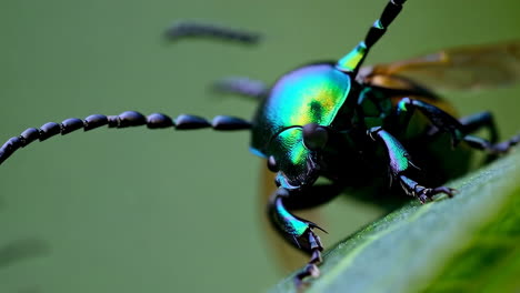 iridescent beetle on a leaf
