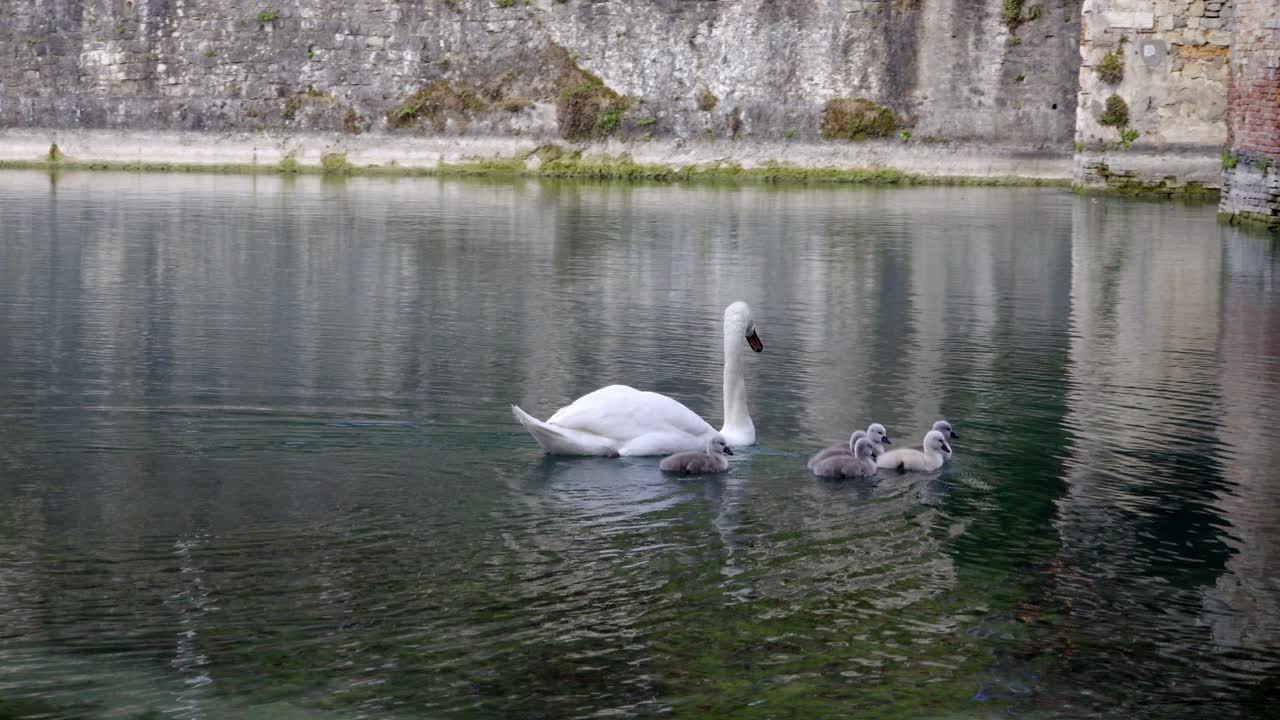 A swan with its cygnets swimming in a pond