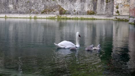 a swan with its cygnets swimming in a pond