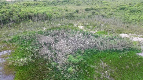 drone-view-of-flocks-of-herons-in-dormitory,-birds,-wild-animals