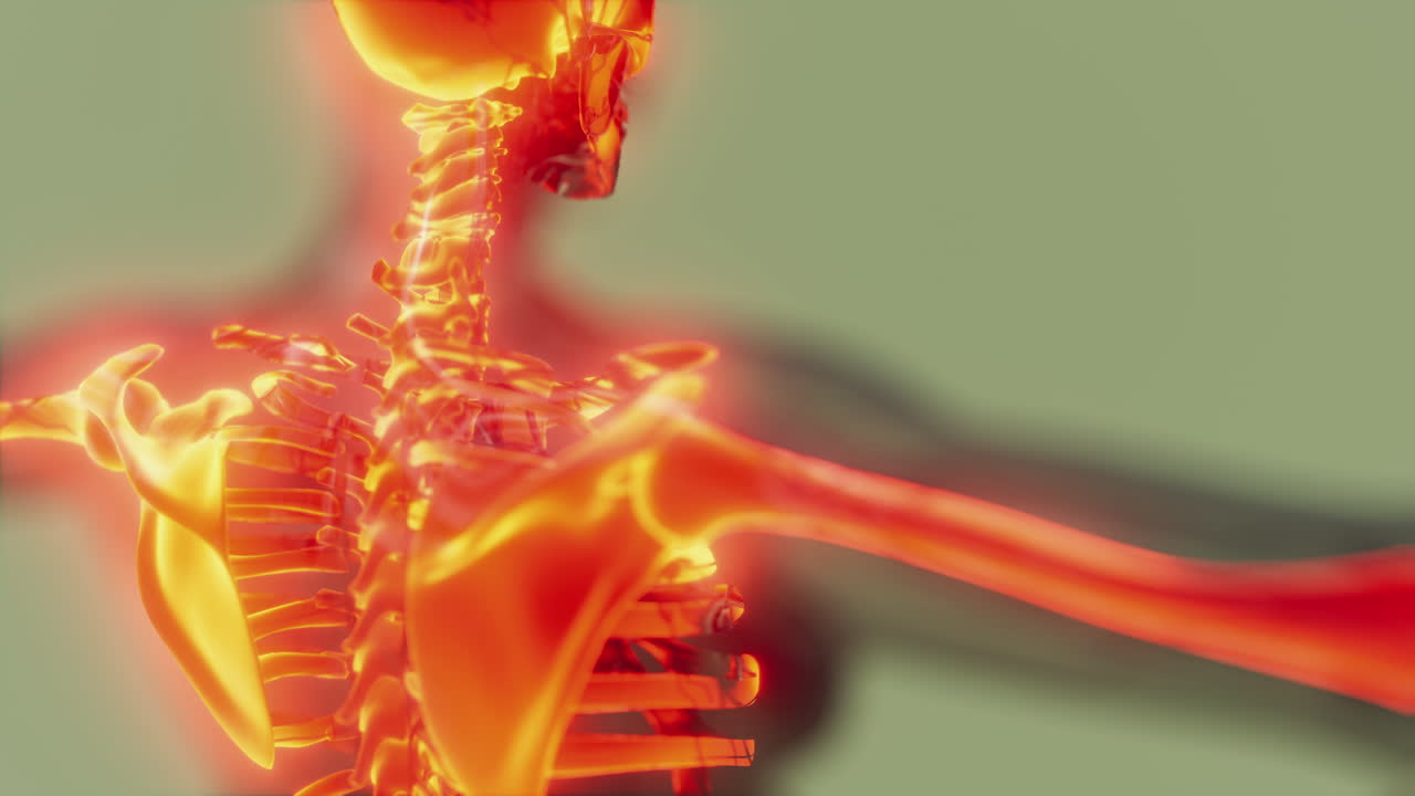 눈에 보이는 인간의 골격  ⁇