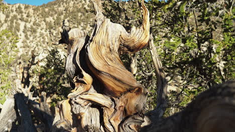 Closeup view of dead tree with background green trees of ancient bristlecone pine forest, California, United States