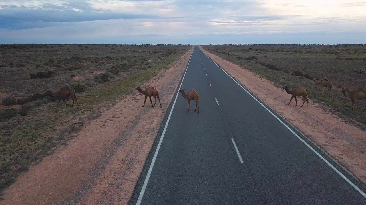 Camels walking in the middle of the road in Australian outback near the border.