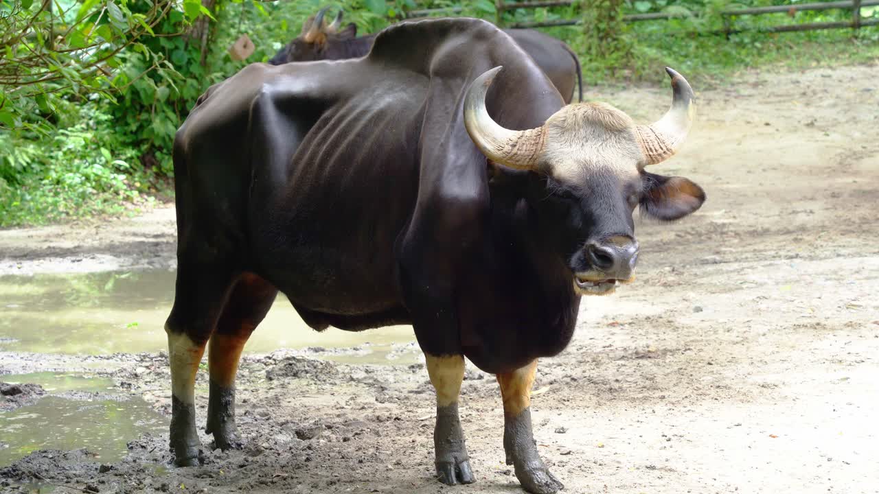 어른 남성 말레이시아 가우르, 보스 가우루스 허브바키 어두운 갈색 근육 모양, 진 ⁇  구 ⁇ 이에 서서 음식을 먹고  ⁇ 는