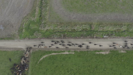 Aerial-birds-eye-view-shot-of-dairy-cows-heading-to-the-milking-sheds-in-New-Zealand-South-island