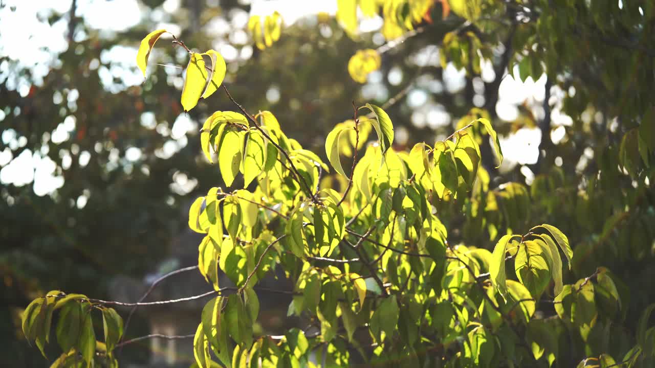 Beautiful Back-lit Green Leaves on a Sunny Day
