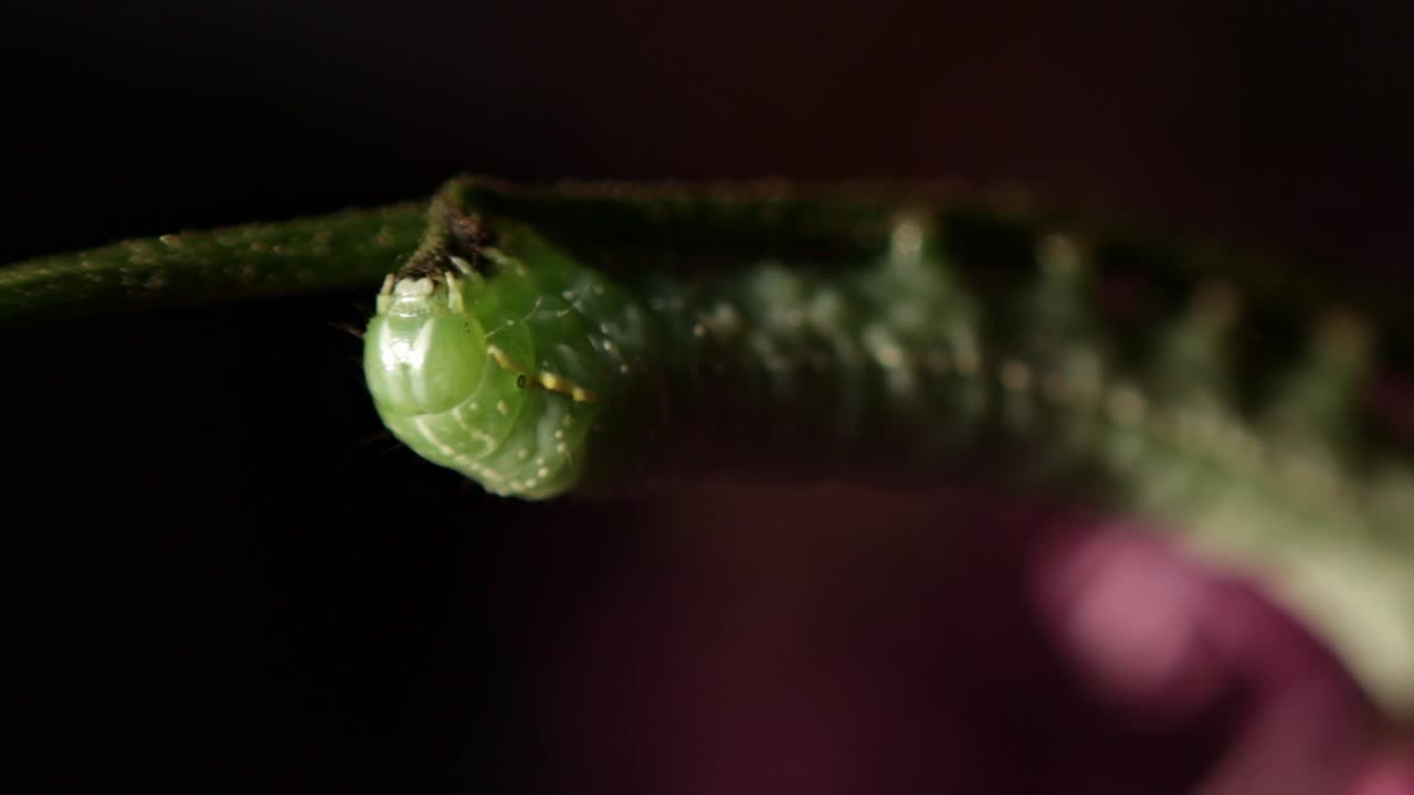 foto macro de la cabeza de una oruga debajo del ala de cobre comiendo una ramita