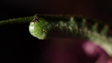 foto macro de la cabeza de una oruga debajo del ala de cobre comiendo una ramita