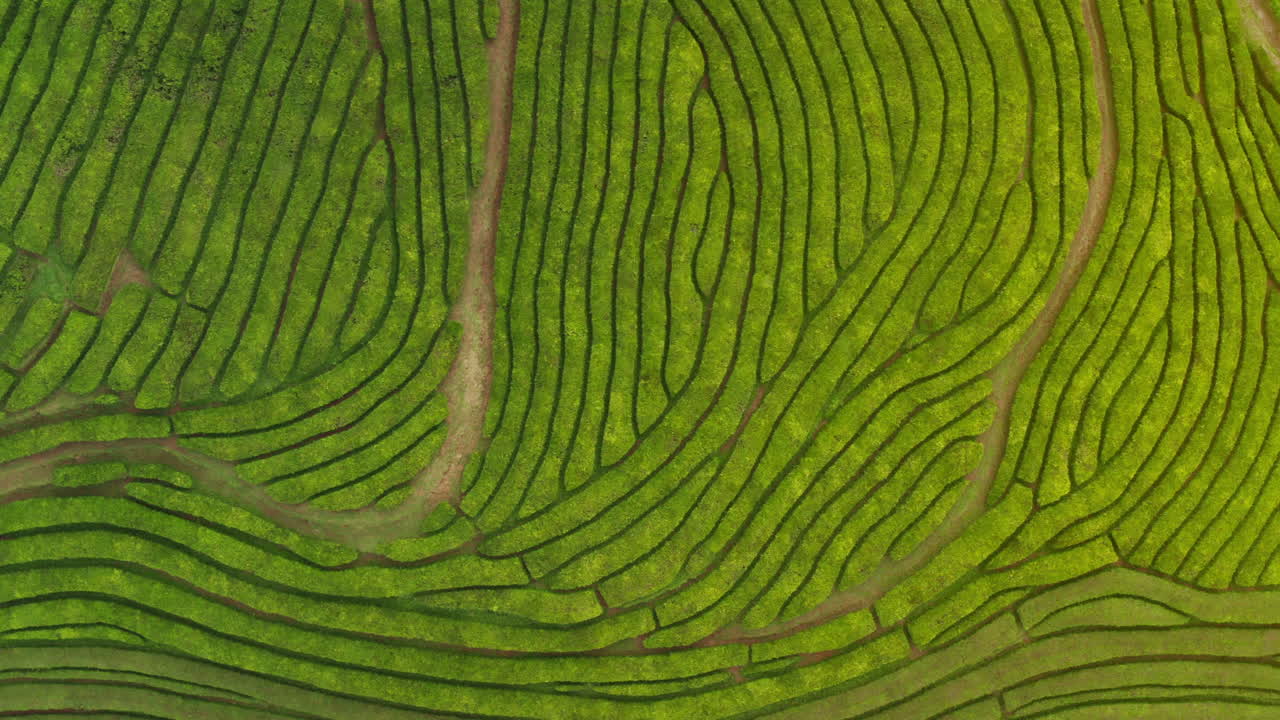 Bird's eye top down view of green tea plantations in Sao Miguel, Azores - Portugal