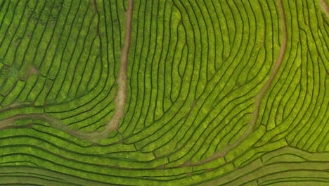 Vista-De-Pájaro-De-Arriba-Hacia-Abajo-De-Las-Plantaciones-De-Té-Verde-En-Sao-Miguel,-Azores---Portugal