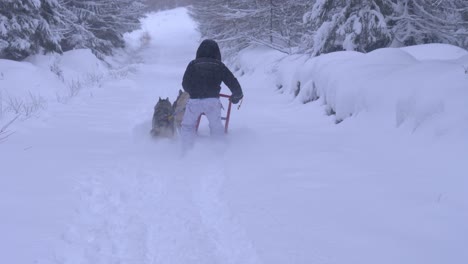 Perros-Husky-Tirando-De-Un-Hombre-En-Un-Trineo-En-Un-Hermoso-Paisaje-Invernal