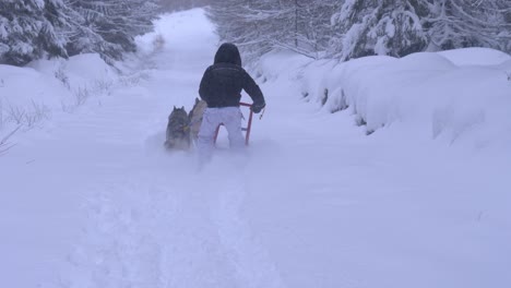 husky dogs pulling a man on a sledge in beautiful winter scenery