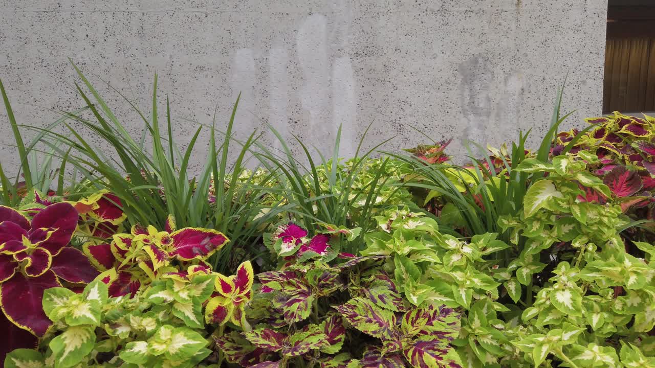 클리핑 패스와 함께 흰색 배경 열대 식물에 고립 된 꽃 부시 나무