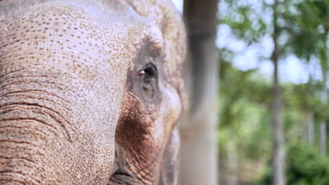 la mitad derecha de la cara arrugada del elefante asiático en la selva tropical de palmeras