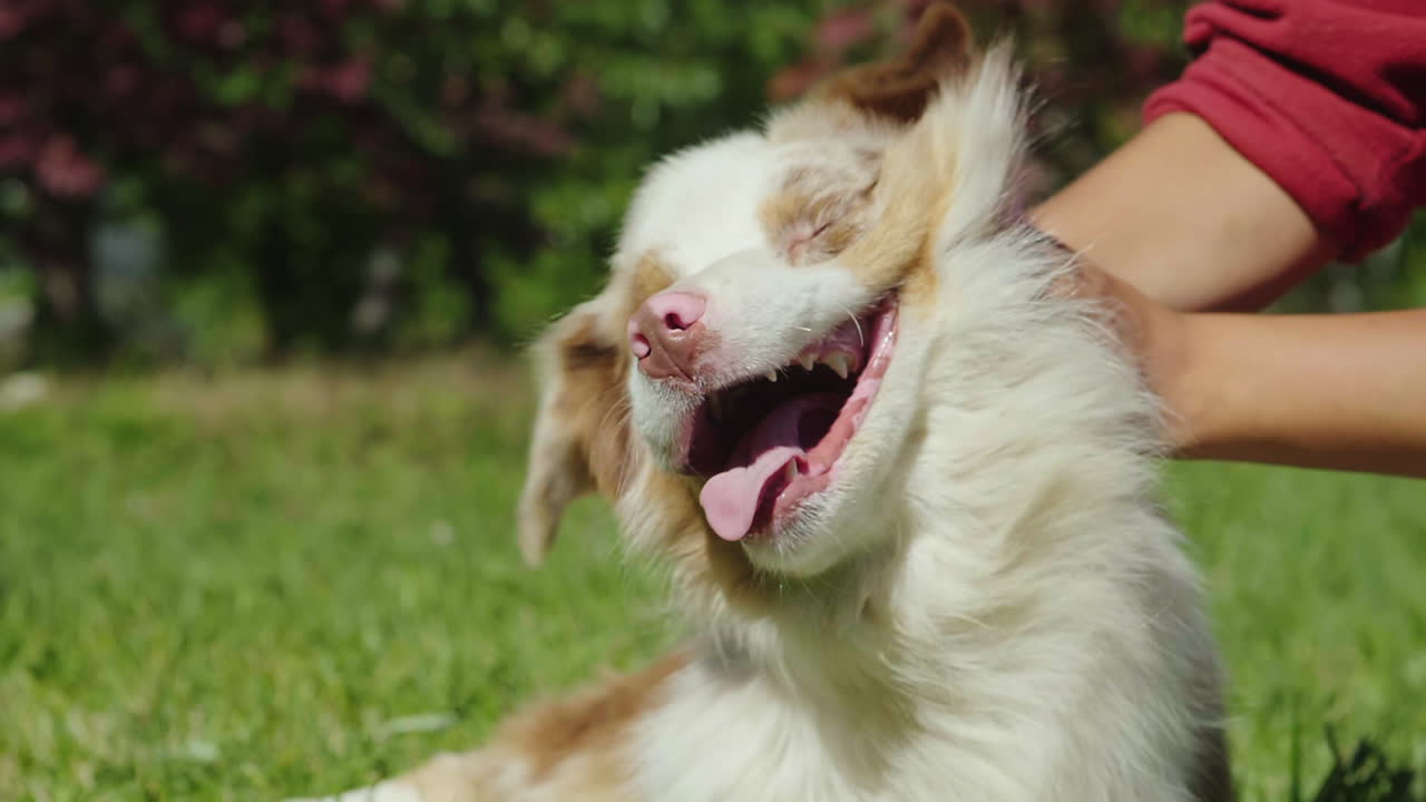 perro feliz en cámara lenta