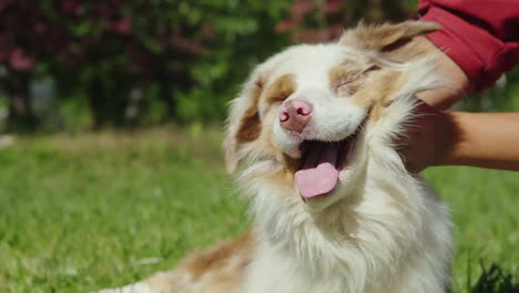 perro feliz en cámara lenta