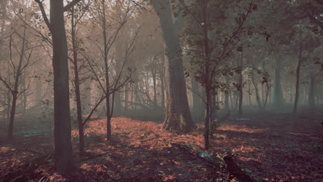 Warme-Herbstlandschaft-In-Einem-Wald