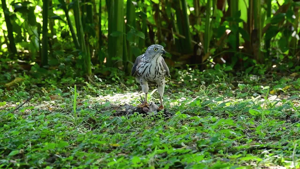 shikra alimentándose de otro pájaro en el suelo, esta ave de rapiña atrapó un pájaro para desayunar y estaba ocupado comiendo, luego se asustó y se fue